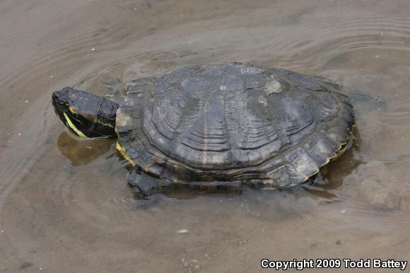 Red-eared Slider (Trachemys scripta elegans)