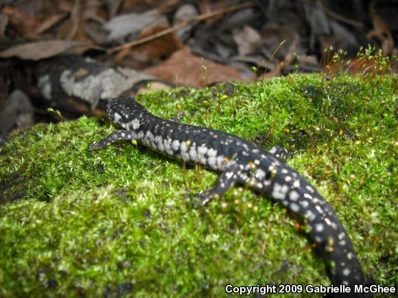 Southeastern Slimy Salamander (Plethodon grobmani)