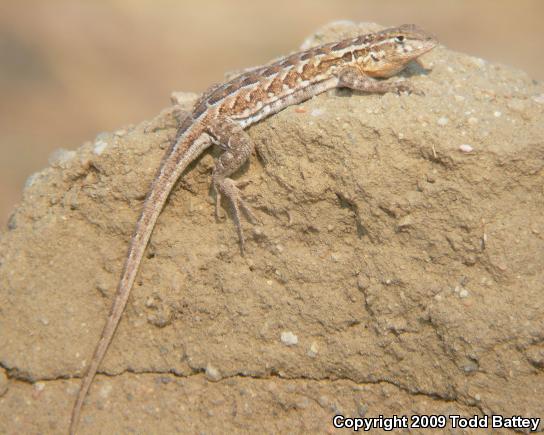 Western Side-blotched Lizard (Uta stansburiana elegans)