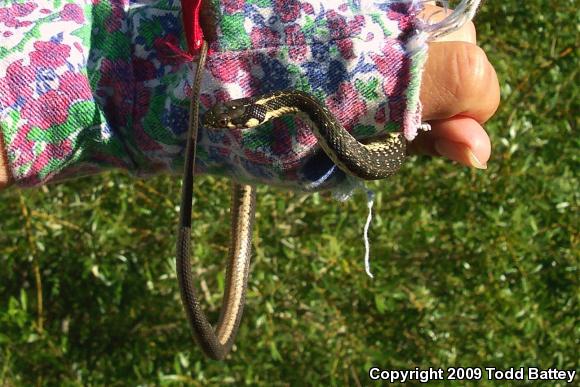 Sierra Gartersnake (Thamnophis couchii)