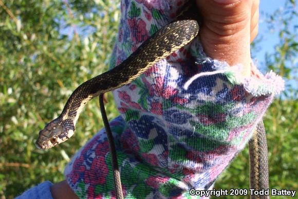 Sierra Gartersnake (Thamnophis couchii)