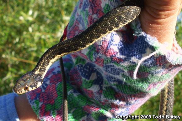 Sierra Gartersnake (Thamnophis couchii)