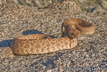 Red Diamond Rattlesnake (Crotalus ruber ruber)