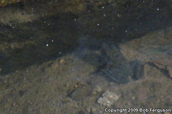 Northern Green Frog (Lithobates clamitans melanota)