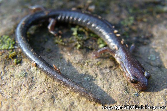 Eastern Red-backed Salamander (Plethodon cinereus)