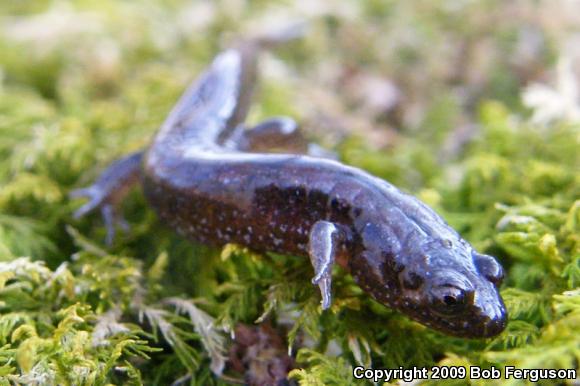 Northern Dusky Salamander (Desmognathus fuscus)