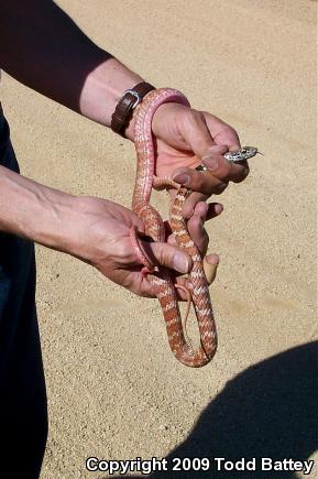 Red Racer (Coluber flagellum piceus)