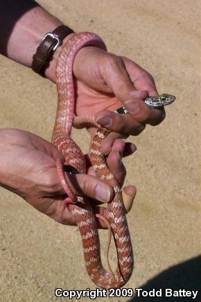 Red Racer (Coluber flagellum piceus)