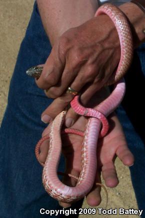 Red Racer (Coluber flagellum piceus)