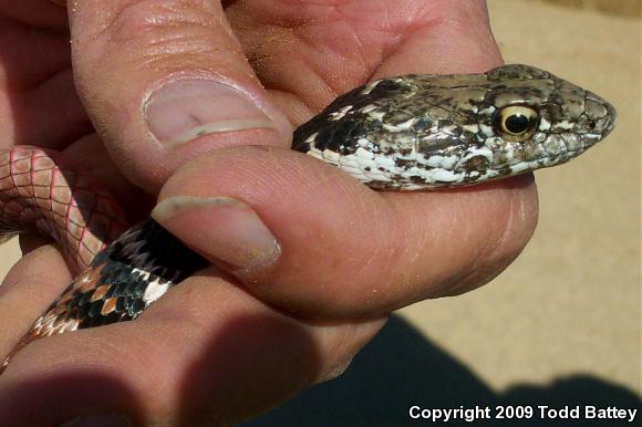 Red Racer (Coluber flagellum piceus)