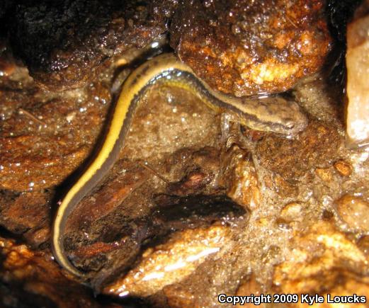 Northern Two-lined Salamander (Eurycea bislineata)