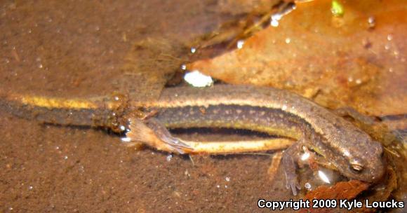 Northern Two-lined Salamander (Eurycea bislineata)