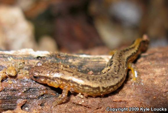 Northern Two-lined Salamander (Eurycea bislineata)