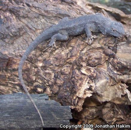 Great Basin Fence Lizard (Sceloporus occidentalis longipes)