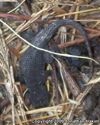 Great Basin Fence Lizard (Sceloporus occidentalis longipes)