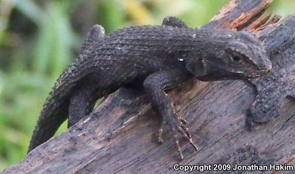 Great Basin Fence Lizard (Sceloporus occidentalis longipes)