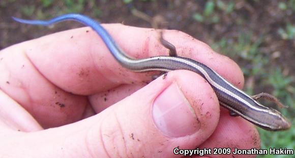 Western Skink (Plestiodon skiltonianus skiltonianus)