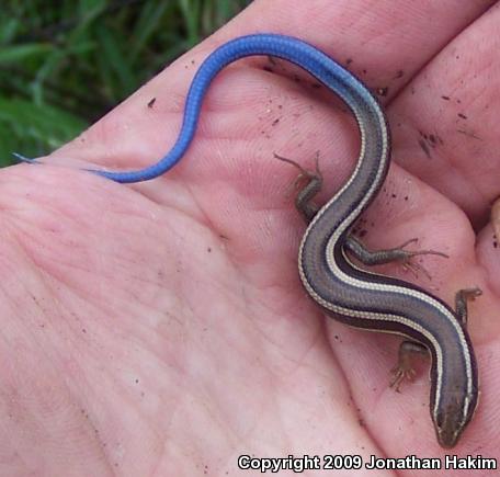 Western Skink (Plestiodon skiltonianus skiltonianus)