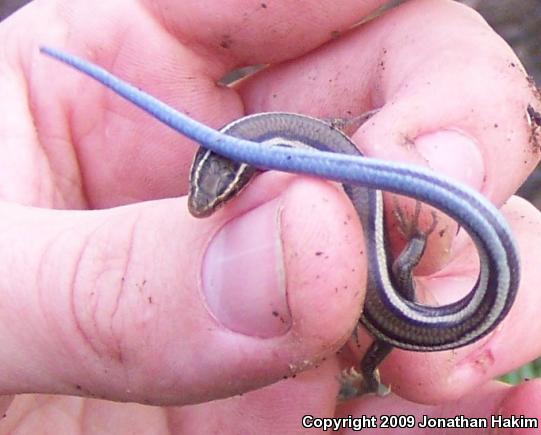 Western Skink (Plestiodon skiltonianus skiltonianus)