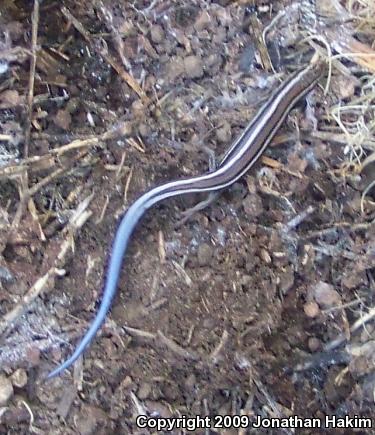 Western Skink (Plestiodon skiltonianus skiltonianus)