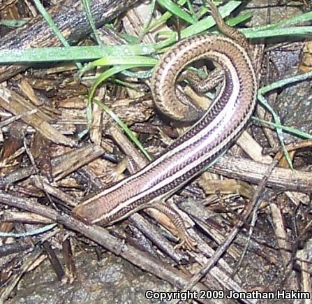 Western Skink (Plestiodon skiltonianus skiltonianus)