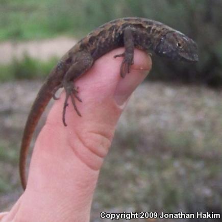 Western Side-blotched Lizard (Uta stansburiana elegans)