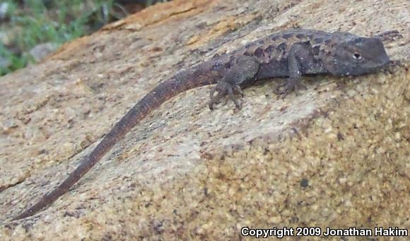 Western Side-blotched Lizard (Uta stansburiana elegans)