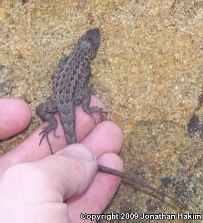 Western Side-blotched Lizard (Uta stansburiana elegans)