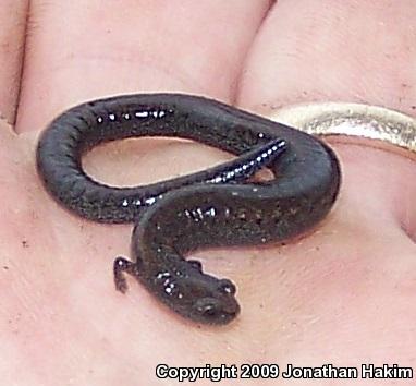 Black-bellied Slender Salamander (Batrachoseps nigriventris)