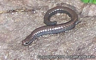 Black-bellied Slender Salamander (Batrachoseps nigriventris)