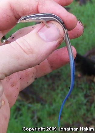 Western Skink (Plestiodon skiltonianus skiltonianus)