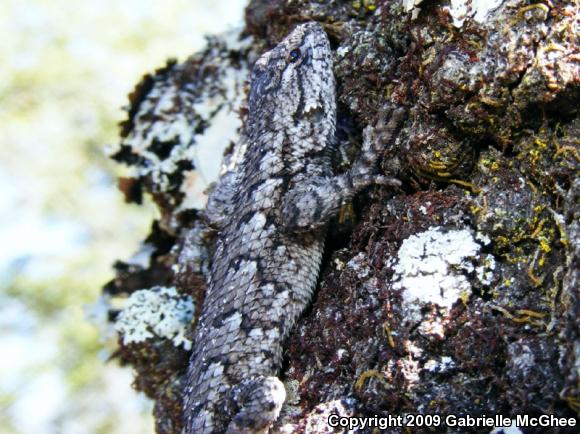 Eastern Fence Lizard (Sceloporus undulatus)