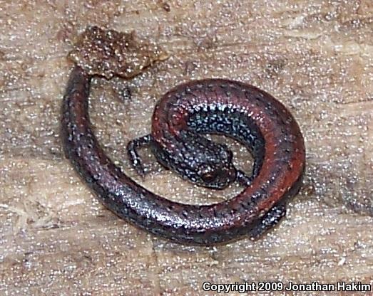 Black-bellied Slender Salamander (Batrachoseps nigriventris)