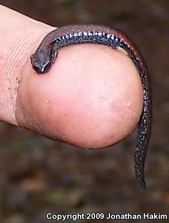 Black-bellied Slender Salamander (Batrachoseps nigriventris)