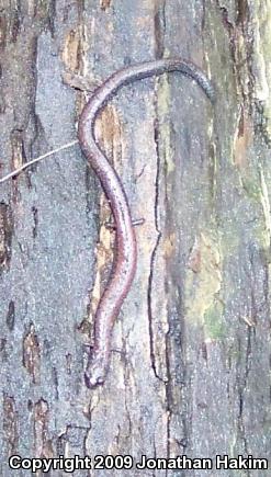 Black-bellied Slender Salamander (Batrachoseps nigriventris)