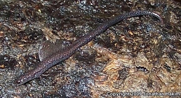 Black-bellied Slender Salamander (Batrachoseps nigriventris)