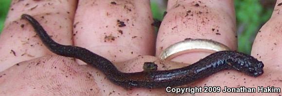 Black-bellied Slender Salamander (Batrachoseps nigriventris)