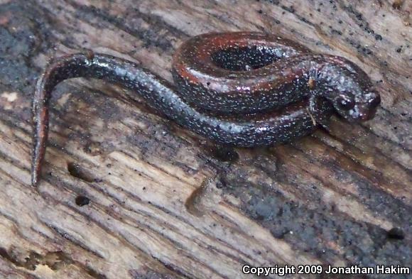 Black-bellied Slender Salamander (Batrachoseps nigriventris)