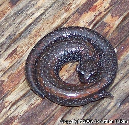 Black-bellied Slender Salamander (Batrachoseps nigriventris)