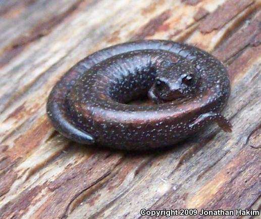 Black-bellied Slender Salamander (Batrachoseps nigriventris)