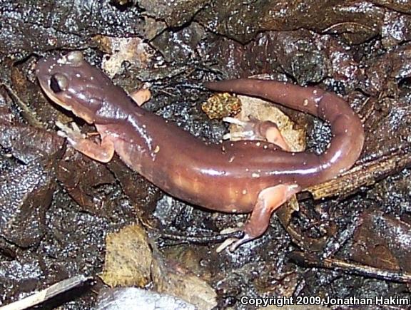 Monterey Ensatina (Ensatina eschscholtzii eschscholtzii)