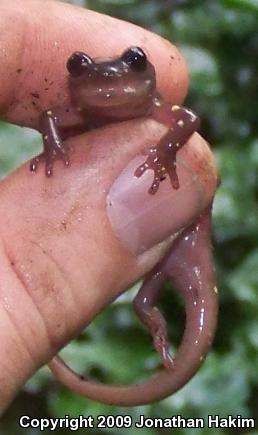 Arboreal Salamander (Aneides lugubris)