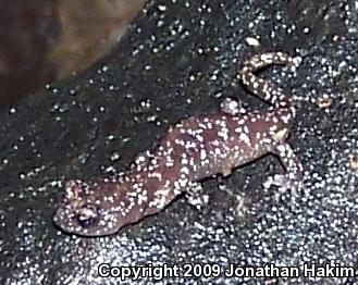 Arboreal Salamander (Aneides lugubris)