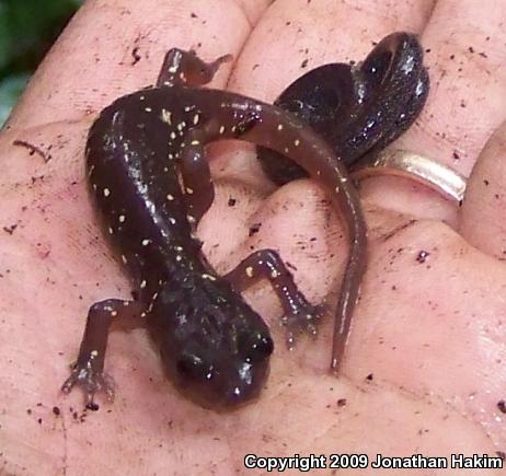 Black-bellied Slender Salamander (Batrachoseps nigriventris)