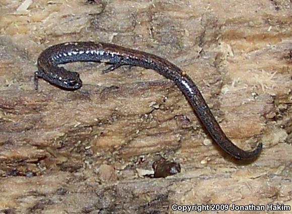 Black-bellied Slender Salamander (Batrachoseps nigriventris)