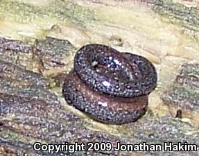 Black-bellied Slender Salamander (Batrachoseps nigriventris)