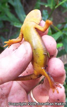 Coast Range Newt (Taricha torosa torosa)