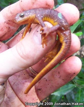 Coast Range Newt (Taricha torosa torosa)