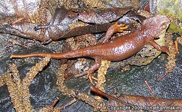 Coast Range Newt (Taricha torosa torosa)