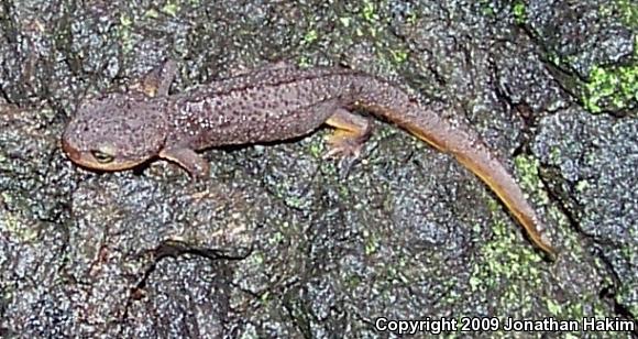 Coast Range Newt (Taricha torosa torosa)